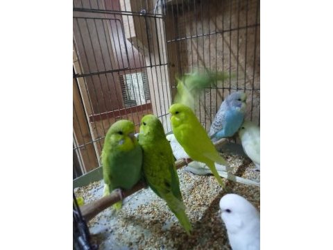 Satılık yerli muhabbet kuşu