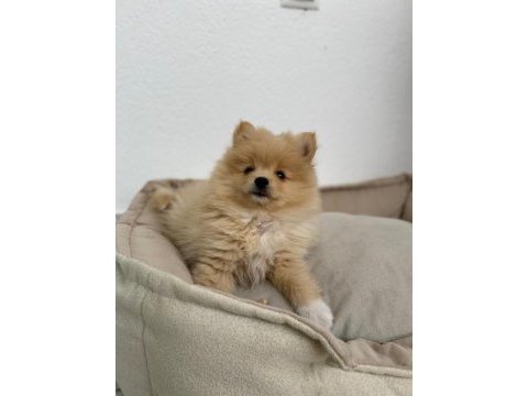 Pomeranian bebek