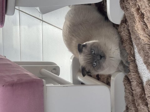 Blue point dişi scottish fold kedimizi çiftleştirmek