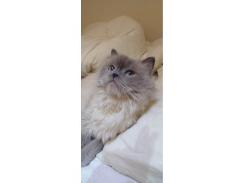 2.5 yaşında british longhair kızımıza yuva arıyoruz