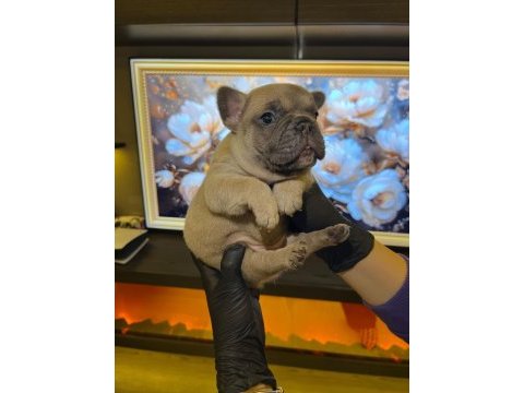 Egzotik french bulldog yavrularım harika renkler ve anatom