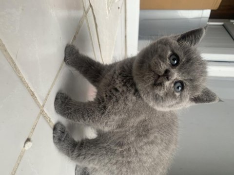 Yavru british longhair