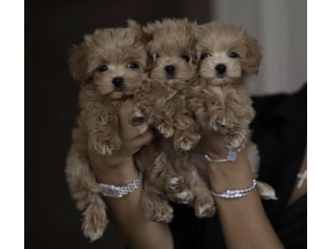 Orijinal maltipoo
