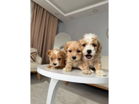 Maltipoo adrese teslim, kapıda ödeme yapabilirsiniz