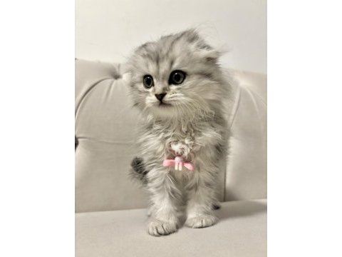 Scottish fold longhair dişi 2 aylık