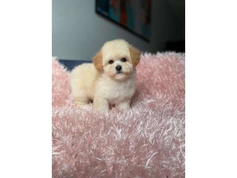 Üst kalite baby face maltipoo yavrum