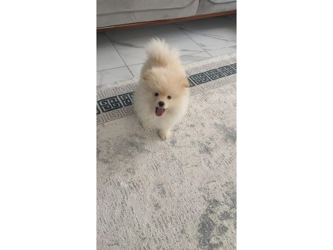 Erkek aşılı wc eğitimi başladı ayıcık surat pomeranian