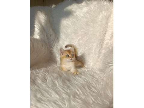 British shorthair golden oğlumuz