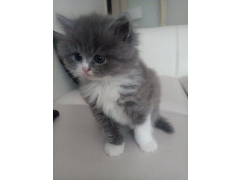 British longhair ve exotic shorthair