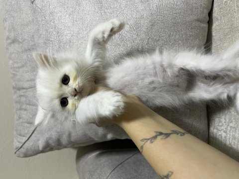 British shorthair yavrularımız