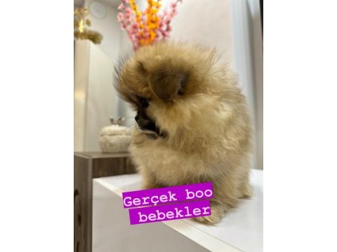 Pomeranian boo orjinal