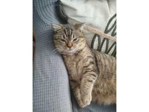 British shorthair kedimiz lily yeni yuvasını arıyor