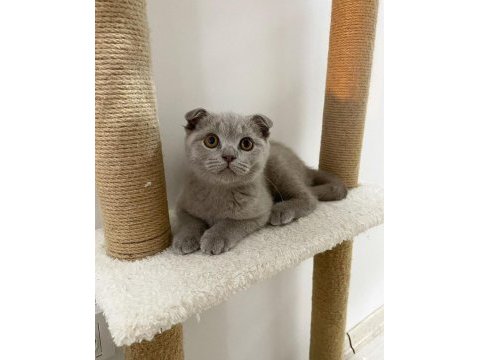 Irk garantili scottish fold