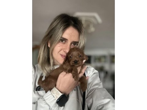 12 yıllık üreticiden maltipoo yavruları