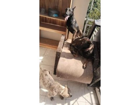 Genç malinois dişiler