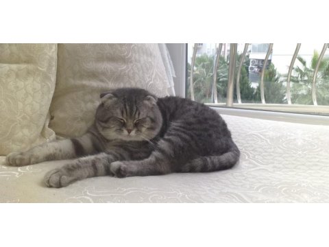 Tam bir aile kedisi çok akıllı ve sağlıklı scottish fold