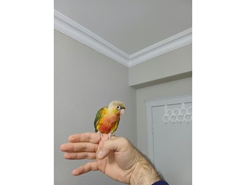 Yüksek kırmızı konur bebek