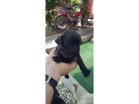 Pug mops yavrular