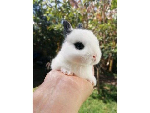 Renkli lop ve cüce tavşan yavrusu