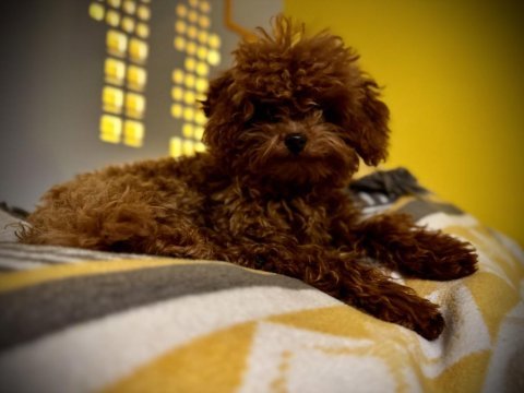 Red toy poodle bebekler