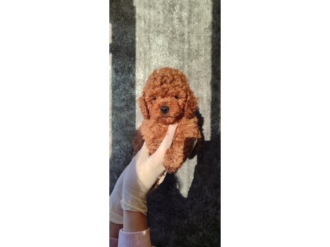 Avm içi mağazamızdan red toy poodle yavrular