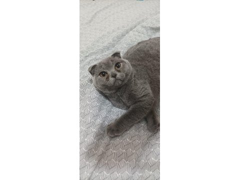 Altı aylık dişi scottish fold kedimi sahiplendiriyorum