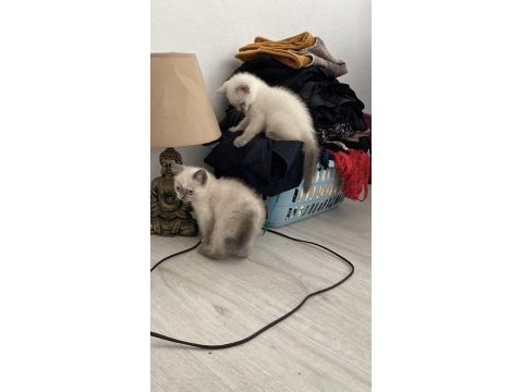 Scottısh straight bluepoint kitten