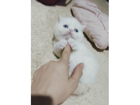 Minik exotic shorthair bebişler