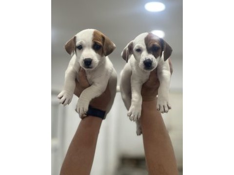 Jack russel terrier yavrular
