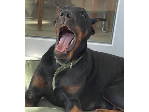 Dişi safkan doberman