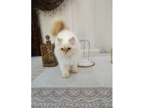 Güzel kız iran kedisi