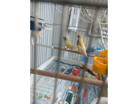 Goldian finch hazır takımlar