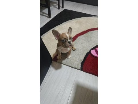 Chocolate merle fransız bulldog