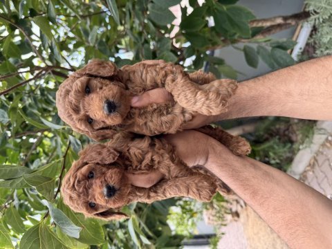 Resmi işletmeden kore toy poodle yavrular