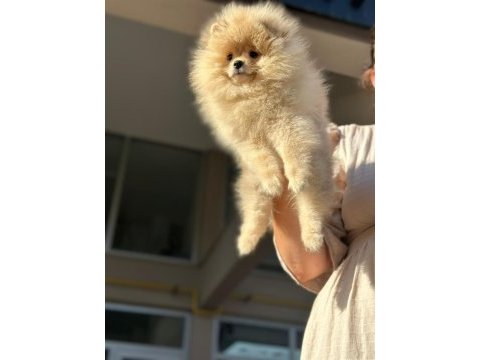 Orjinal erkek ve dişi pomeranian boo