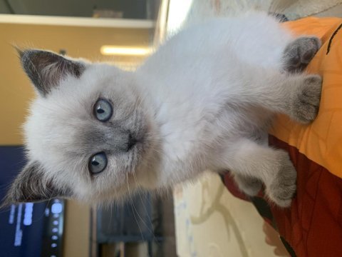2 aylık tuvalet alışkanlığı kazanmış durumda scottish fold