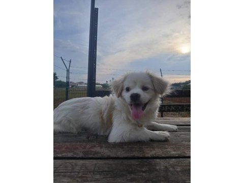 Maltese köpeğimize yuva arıyoruz
