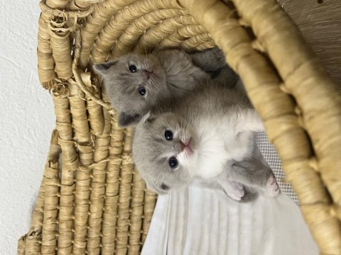 Bicolar lilac renk british kedimiz açık renk