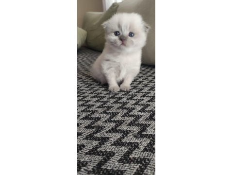 Scottish fold erkek yavru