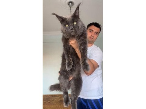 Full şecereli dev blue erkek kediler