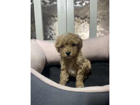 3.5 kg garantili maltipoo yavrular