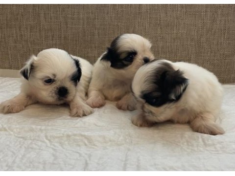 Shih tzu bebekleri