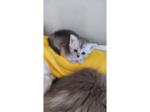 British shorthair ve longhair yavrular