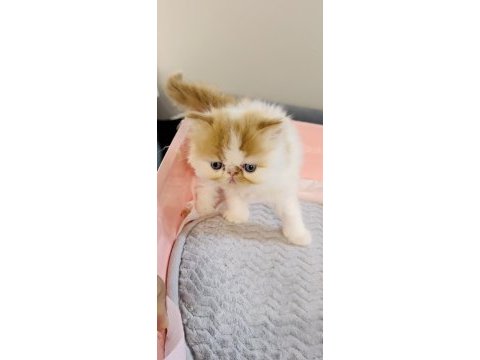 Safkan şecereli anne babanın snoopy exotic longhair oğlu