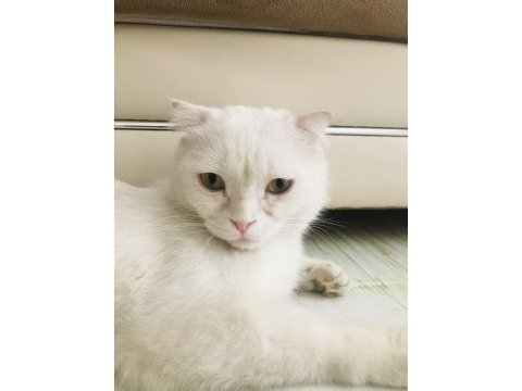 7 aylık erkek scottish fold