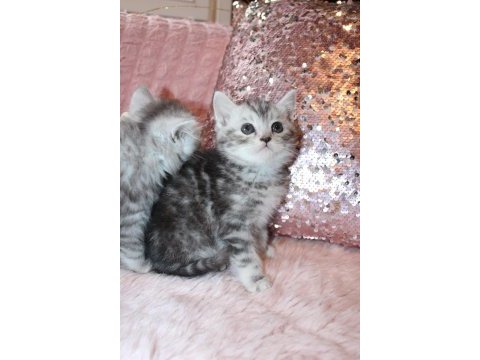 British shorthair 55 günlük
