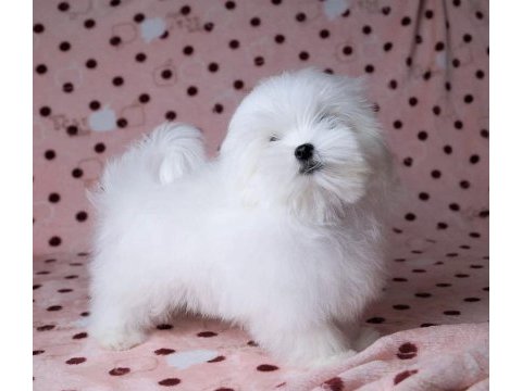 Birbirinden güzel safkan maltese köpekler