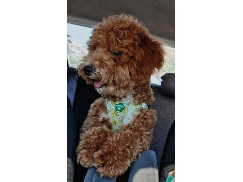 6 aylık erkek poodle