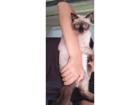 Siyam anne kedimiz ve 2 yavrusu sahiplendirilecek