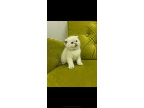 Scottish fold british kardeşler